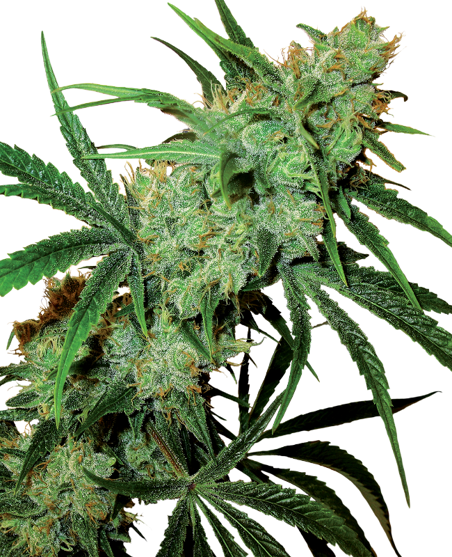 JUICY FRUITI