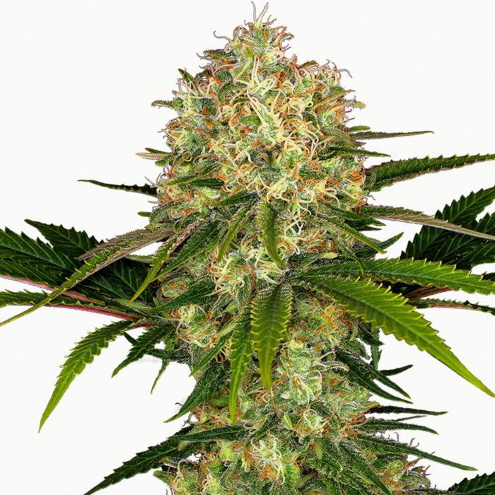 AMNESIA HYBRIDE