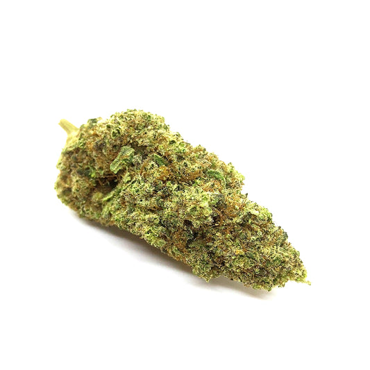 AMNESIA HYBRIDE
