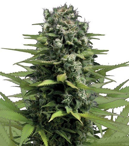 LEMON HAZE SMALL BUDS