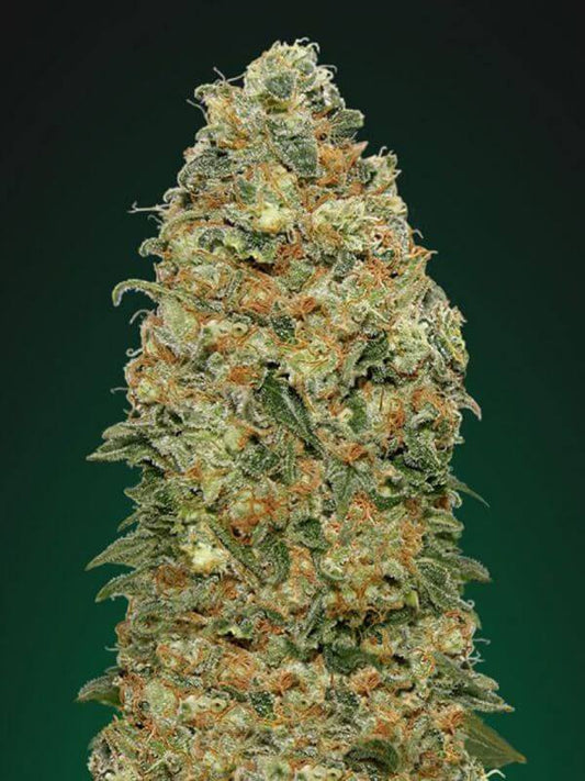 SUPER SKUNK